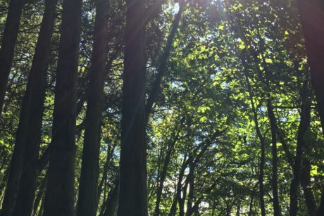木漏れ日