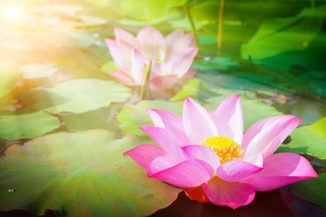 蓮の花
