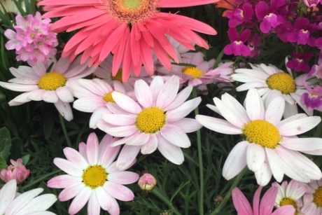 あなたは世界に一つだけの花