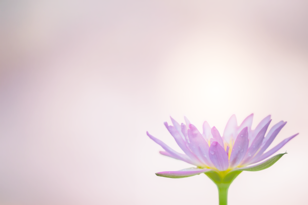 蓮の花