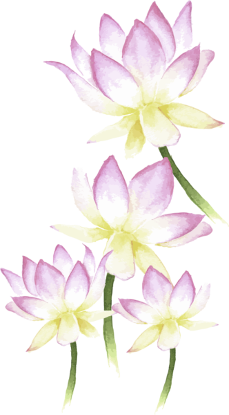 蓮の花