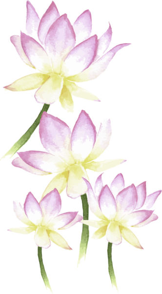 蓮の花